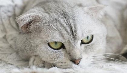 唐山限号(唐山限号2025年最新限号时间表)