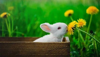 北京朝阳一地调整为高风险(北京朝阳一地调整为高风险地区)